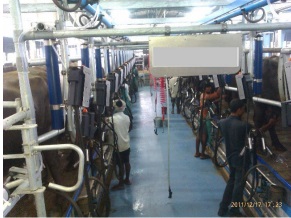 Milking Parlour